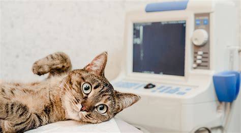 Veterinary Ultrasound Technology For Pets: What You Need To Know