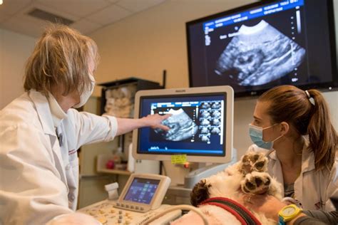 X Ray Tech For Animals: Diagnostic Imaging Explained